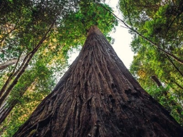 Աշխարհի ամենաբարձր ծառին մոտենալու համար մինչև վեց ամսվա ազատազրկում և 5000 դոլար տուգանք է սպառնում